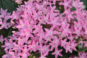 Pentas lanceolata Kaleidoscope Pink