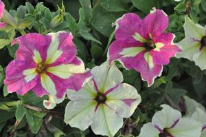 Petunia x hybrida Sophistica Lime Bicolor