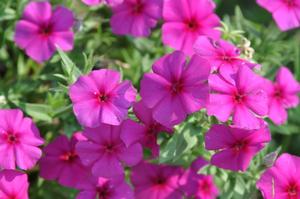 Phlox hybrid Intensia® Cabernet