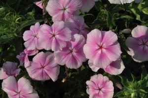 Phlox hybrid Intensia® Pink