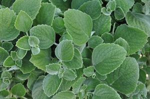 Plectranthus argentatus Silver Crest