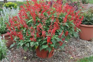 Salvia splendens Saucy™ Red