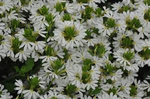 Scaevola aemula Whirlwind® White