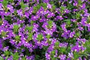 Scaevola aemula Whirlwind® Blue