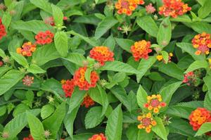 Lantana camara Little Lucky Red