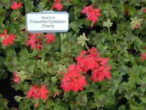 Pelargonium x hortorum Fireworks Cherry