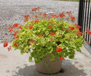 Pelargonium x hortorum Crystal Palace Gem