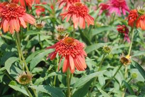 Echinacea purpurea Hot Papaya