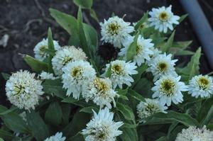 Echinacea purpurea Meringue