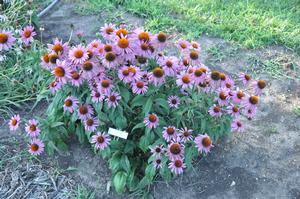 Echinacea purpurea Merlot