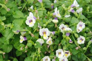 Torenia x hybrida Summer Wave® Bouquet Cream Yellow