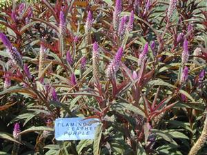 Celosia argentea var. spicata Flamingo Purple