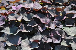 Ipomoea batatas Desana Bronze