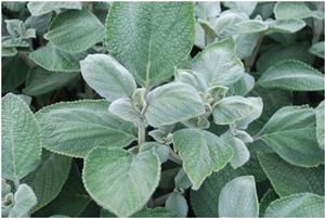 Plectranthus argentatus Silver Shield