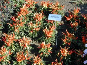 Capsicum annuum Medusa