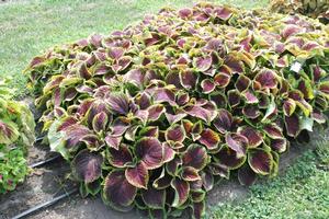 Solenostemon scutellarioides Kong Jr. Scarlet