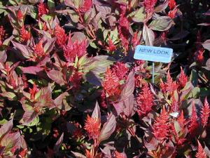 Celosia argentea var. plumosa New Look