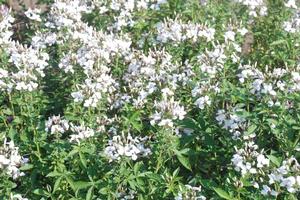 Cleome Senorita Blanca®