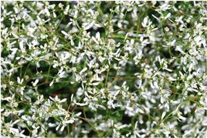 Euphorbia hypericifolia Diamond Frost®