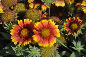 Gaillardia x grandiflora Mesa™ Bright Bicolor