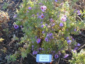 Symphyotrichum (Aster) novae-angliae Hella Lacy