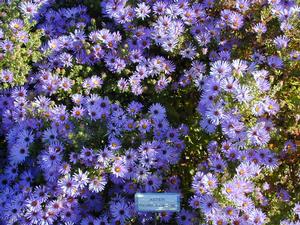 Symphyotrichum (Aster) oblongifolium Raydon's Favorite