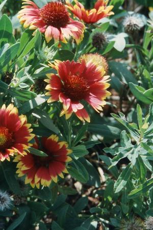 Gaillardia aristata Goblin