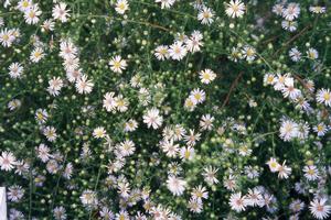 Boltonia asteroides var. latisquama Snowbank