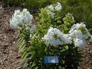 Phlox paniculata David