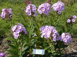 Phlox paniculata Laura