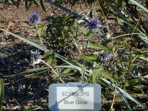 Echinops bannaticus Blue Glow