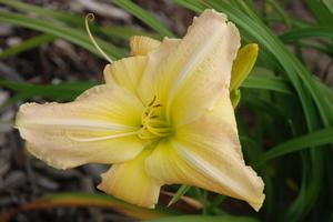 Hemerocallis x George Caleb Bingham