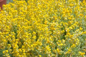 Helichrysum apiculatum Silver Leaf Yellow