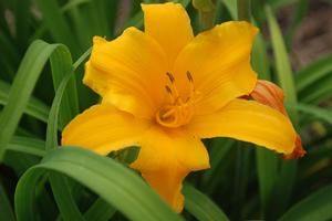 Hemerocallis x Gertrude Condon