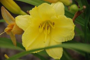 Hemerocallis x Happy Returns