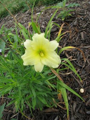 Hemerocallis x May May