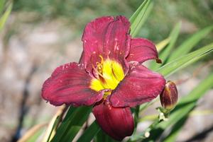 Hemerocallis x Royal Occasion