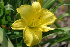 Hemerocallis x Scentual Sundance