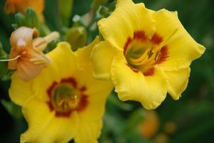 Hemerocallis x Siloam June Bug