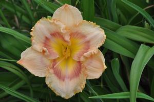 Hemerocallis x When My Sweetheart Returns