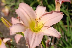 Hemerocallis x Winsome Lady