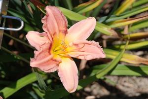 Hemerocallis x Zarahemla