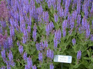 Salvia nemorosa Blue Hill