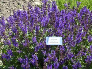 Salvia nemorosa Viola Klose