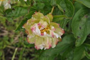 Paeonia lactiflora Alley Cat