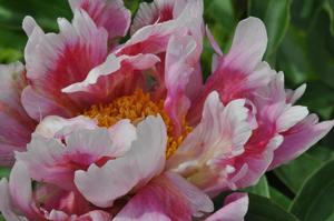 Paeonia lactiflora Carousel Frolic