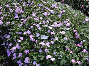 Impatiens walleriana Super Elfin XP Blue Pearl