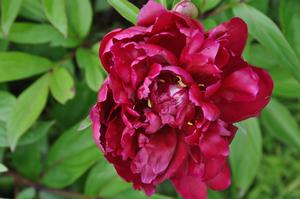 Paeonia lactiflora Grover Cleveland