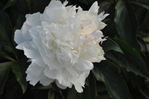 Paeonia lactiflora Madame de Verneville