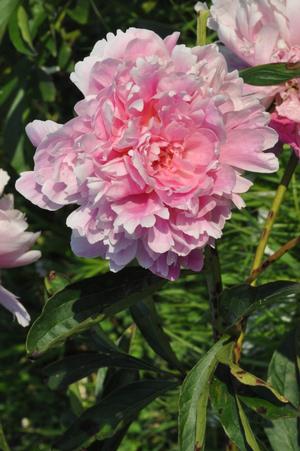 Paeonia lactiflora Monsieur Jules Elie